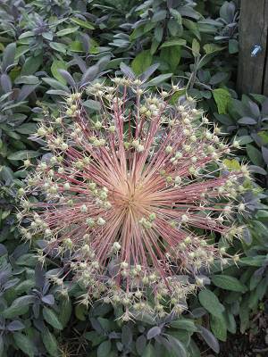 Allium