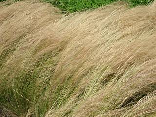 Grasses