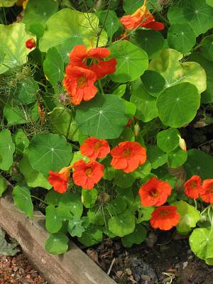 Nasturtiums