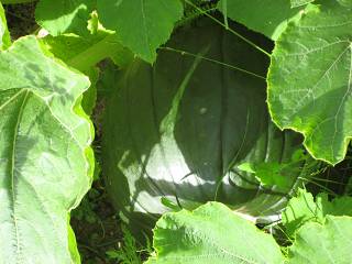 Pumpkin