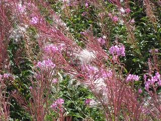 Rosebay Willowherb